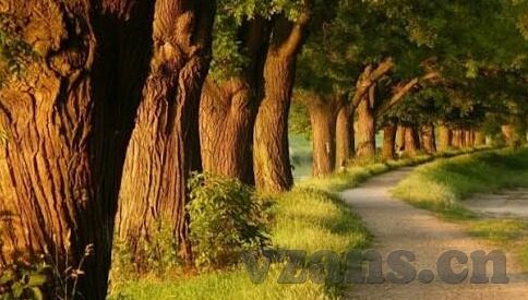 麻豆传煤免费APP-追求真实体验，麻豆传煤免费APP的魅力探索